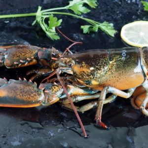 Homard du Canada Vivant 500G Environ