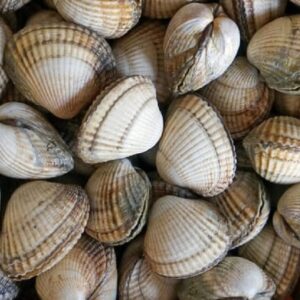 Grosses Coques vivantes 500G ou1kg