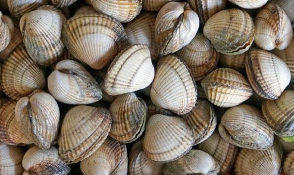 Grosses Coques vivantes 500G ou1kg
