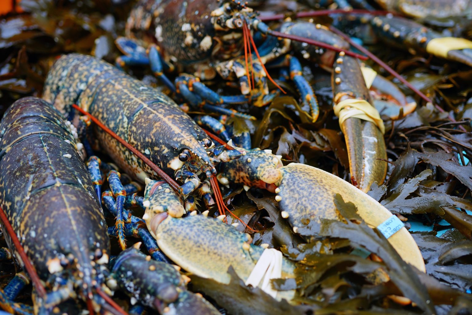 Homard Européen Vivant 500G Environ Rocher Océan