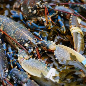 Homard Européen Vivant 500G Environ