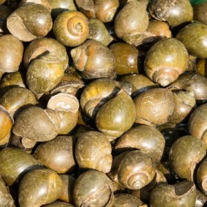 Bigorneaux vivants 300G