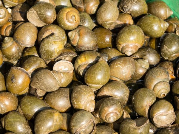 Bigorneaux vivants 300G