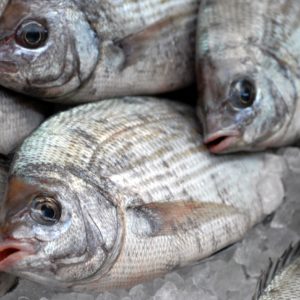 Dorade Grise Pièce de 700g environ
