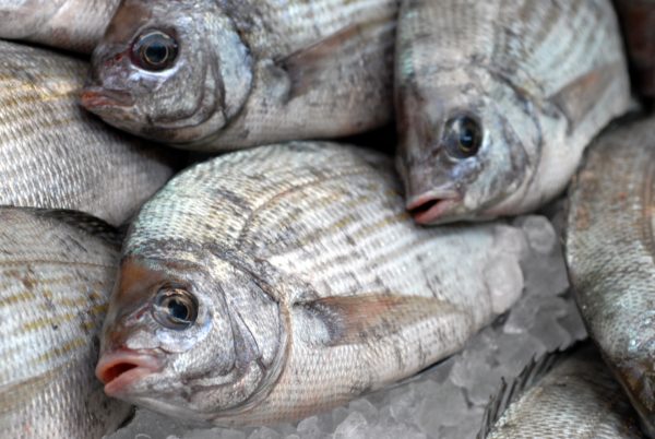 Dorade Grise Pièce de 700g environ