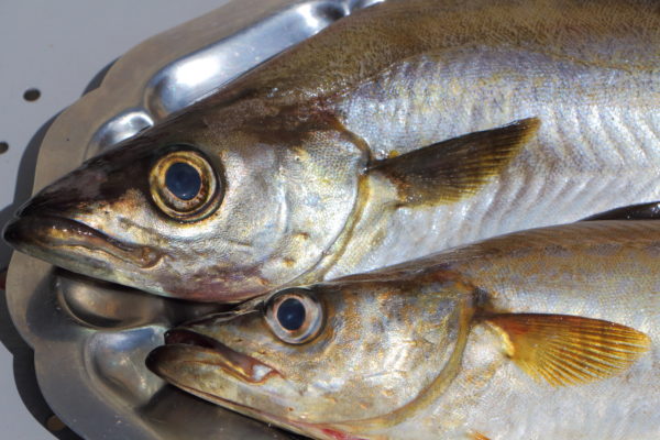 Lieu jaune Pièce de 1,2kG environ